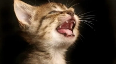 Зошто мачките паѓаат забите?