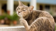 Зошто мачките се криеле?