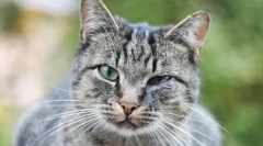 Зошто мачките фенси очи?