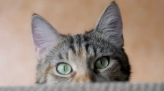 Зошто мачки топли уши?