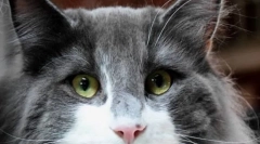 Зошто ги мачки црвените очи?