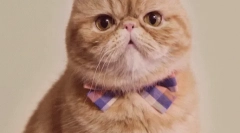 Зошто мачката се менува?