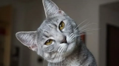 Зошто мачката ја отекува долната усна?