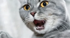 Зошто мачките лошо мириса на устата?