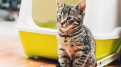 Зошто не може да мачка?