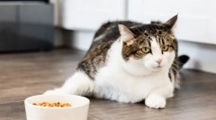 Зошто мачката даде апетит?