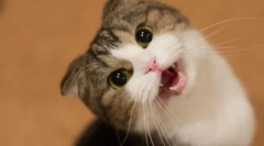 Зошто мачката имаше глас?