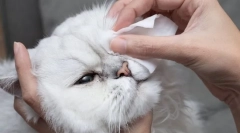 Зошто мачката ќе ги добие очите?