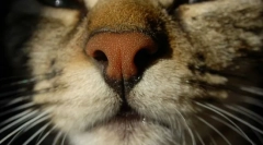 Зошто мачки сува нос?