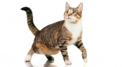 Зошто мачката виси кожа на стомакот?