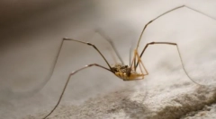 Зошто сеното на сеното е толку лесно?