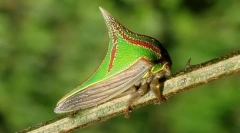 Зошто умбонија изгледа како скок?