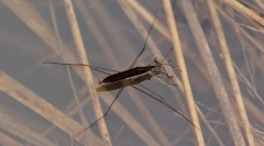 Зошто камерите за вода не се искористуваат?