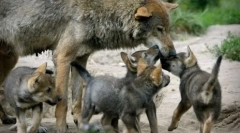 Зошто да се вклопуваат нанау толку ретко
