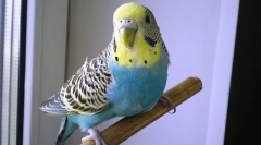 Зошто брановидниот папагал трепери и тресе