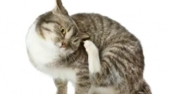 Зошто се јавува течење на носот во мачки и како ефикасно да се елиминира