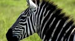 Зошто зебрас шарени?
