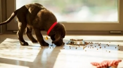 Анчарење храна од земјата