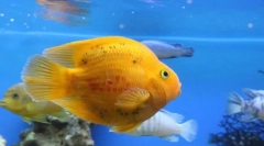 Избор на риба за аквариум