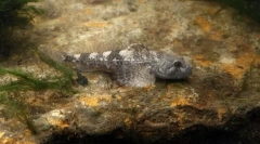 Одгледување обични