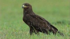 Егзистенција