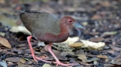 Зголемување на црвено-горење