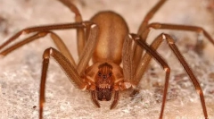 Горење спајдермен