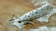 Купени и домашни лекови од молец