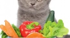 Полента за мачки