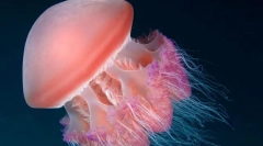 Дали сте корисни за медуза?