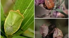 Корисни и штетни градински грешки