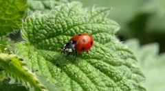 Корисни инсекти