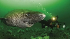 Полар акула