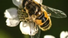 Штрајкуван муха бурхал