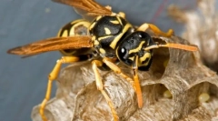 Шарени грешки