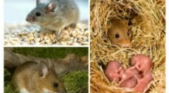 Сексуален циклус и репродукција на глувци