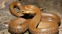 Полож есклапов