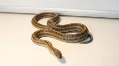 Полоз шарени