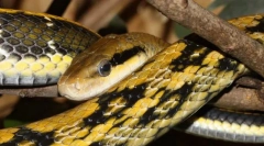 Полоза finesty