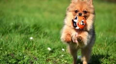 Померански шпиц (слики): пензено дете и бесконечен приврзаник