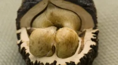 Дали црна орев од паразити помага?