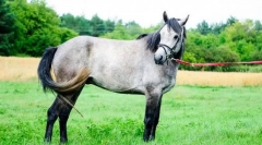 Пони коннерара