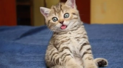 Дијареа котанка: причини и третман