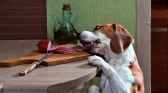 Молат и кражба на храна