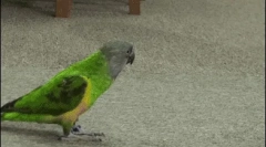 Амазонски папагали