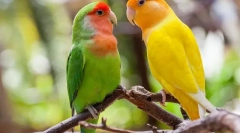 Папагали сака, опис, грижа и содржина