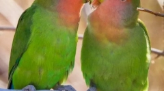 Папагалите се љубовници