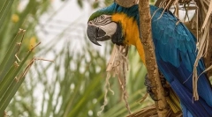 Папагал ара, опис, видови, цена