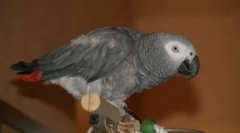 Папагал-шпанец: јако пее јас сум kukaracha