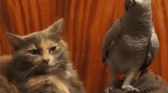 Папагал јако